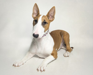 Red bull terrier puppy posed