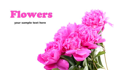 Beautiful pink peonies, isolated on white