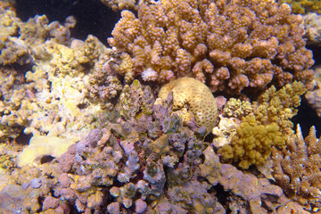 coral reef
