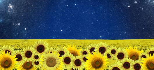 Sunflowers field