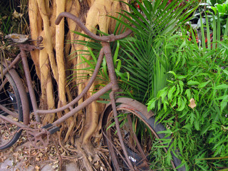 Forgotten Bicycle