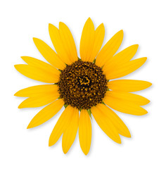 Wild sunflower isolated
