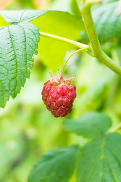  ripe raspberry.