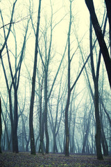 Obraz premium forest in the fog