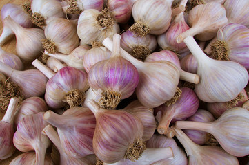 Pile of Garlic