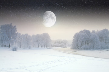 winter forest