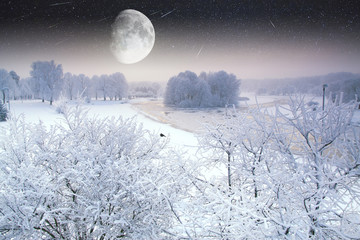 winter forest