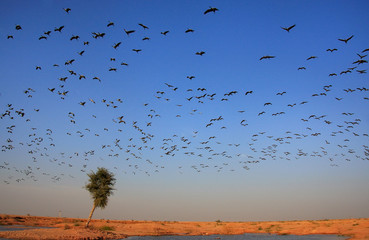 Flock of demoiselle crains flying in blue sky, Khichan village,
