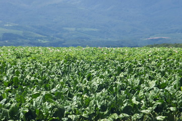 高原の野菜畑