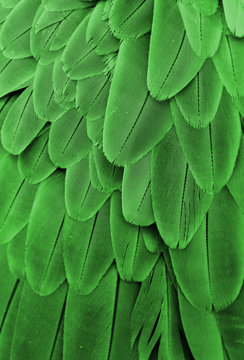 Beautiful Green Feathers On A Black Background. Close-up. Free Image and  Photograph 199289838.