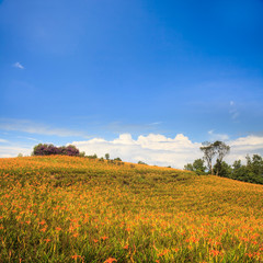 Daylily flower at sixty Stone Mountain in Taiwan