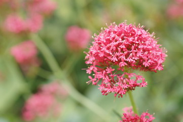 セントランサス