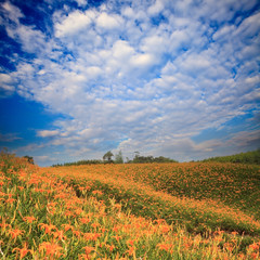 Daylily flower at sixty Stone Mountain in Taiwan