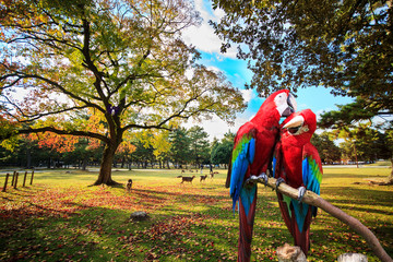 The potrait of Blue & Gold Macaw