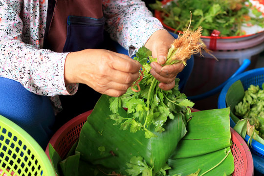 women sell coriander fresh vegetables