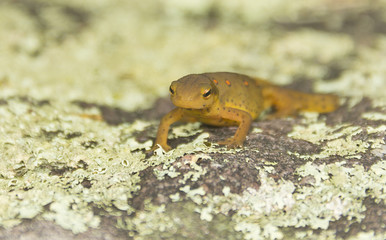 Close Up Newt