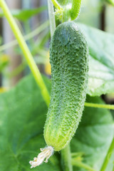 Cucumber