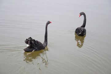 Two black swans