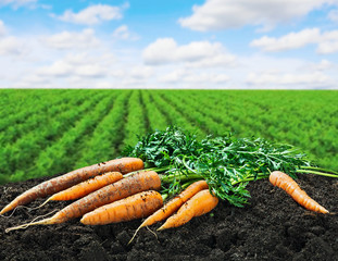 Harvest carrots on the ground