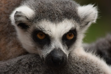 Beautiful lemur posing for the camera. Close-up of a lemur's gaze. The thoughtful and intense gaze of a wonderful lemur. A luxurious and cute little animal. Stock photo. © Moneynetar 