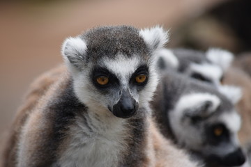 Beautiful lemur posing for the camera. Close-up of a lemur's gaze. The thoughtful and intense gaze of a wonderful lemur. Stock photo. © Moneynetar 