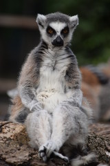 Beautiful lemur posing for the camera. Close-up of a lemur's gaze. The thoughtful and intense gaze of a wonderful lemur. Stock photo. © Moneynetar 