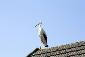 stork on the roof