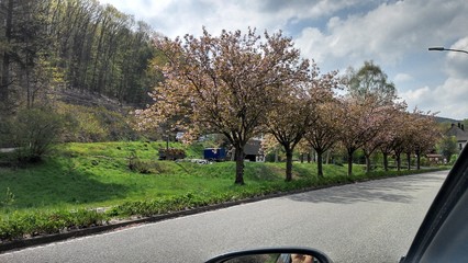Blossom tree car view