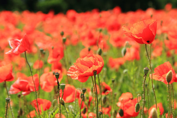 corn poppy flowers field