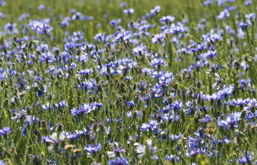 Weed on the field.