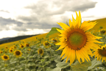 Fototapeta premium Girasole