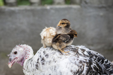 Hen