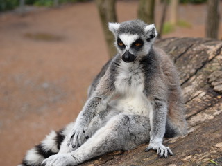 Beautiful lemur posing for the camera. Close-up of a lemur's gaze. The thoughtful and intense gaze of a wonderful lemur. A luxurious and cute little animal. Stock photo.  © Moneynetar 
