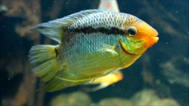 Flaggenbuntbarsch (flag cichlid ) Mesonauta insignis