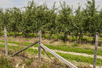 Fence and Orchard
