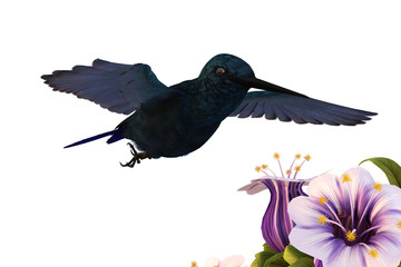 Hummingbird "Royal Sunangel"