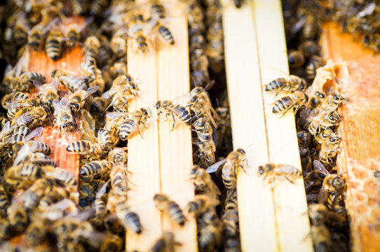 Bienenvolk auf verlassen den Bienenstock