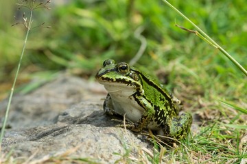 Green frog sitting looking to the left