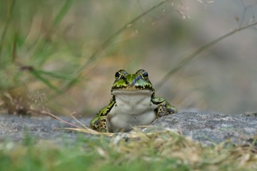 Green frog sitting front view and blurred background