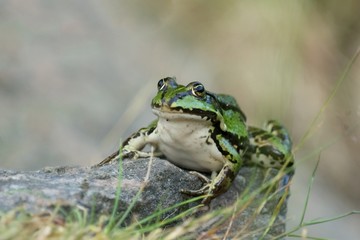 Green frog on a stone with legs pointing backwards