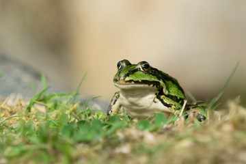 Green frog siting on grass