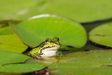 Green frog in the water between water lily leafs