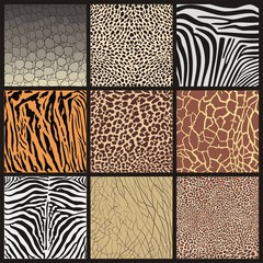 Camouflage of African animals