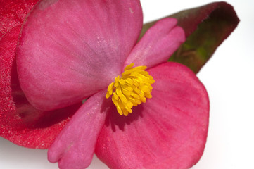 Begonie, Begonia, semperflorens, Balkonblumen,