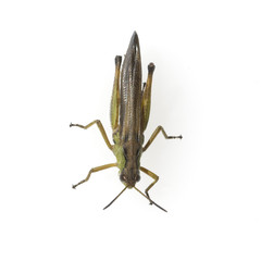 Feldheuschrecke; Chorthippus, biguttulus,