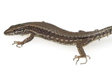 Naklejka premium Mauereidechse, Podarcis, muralis,