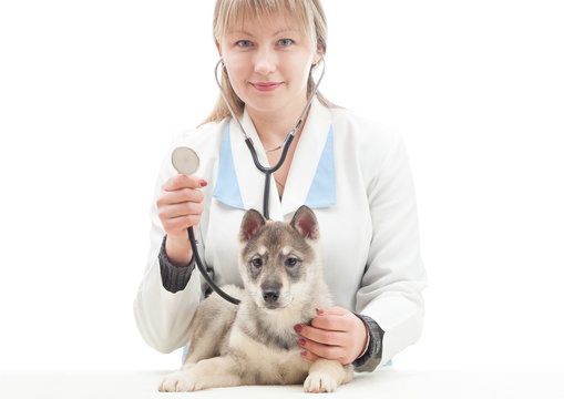 vet with stethoscope and puppy huskies