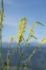 Steinklee; Melilotus, officinalis;