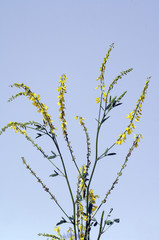 Steinklee; Melilotus, officinalis;