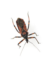 Wanze, Rhinocoris, iracundus,